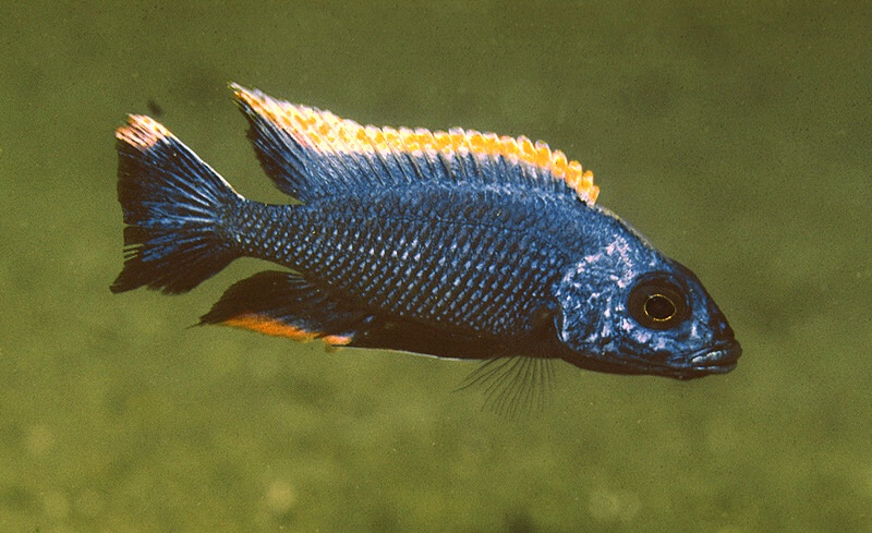 Otopharynx lithobates 'Thumbi West Island'